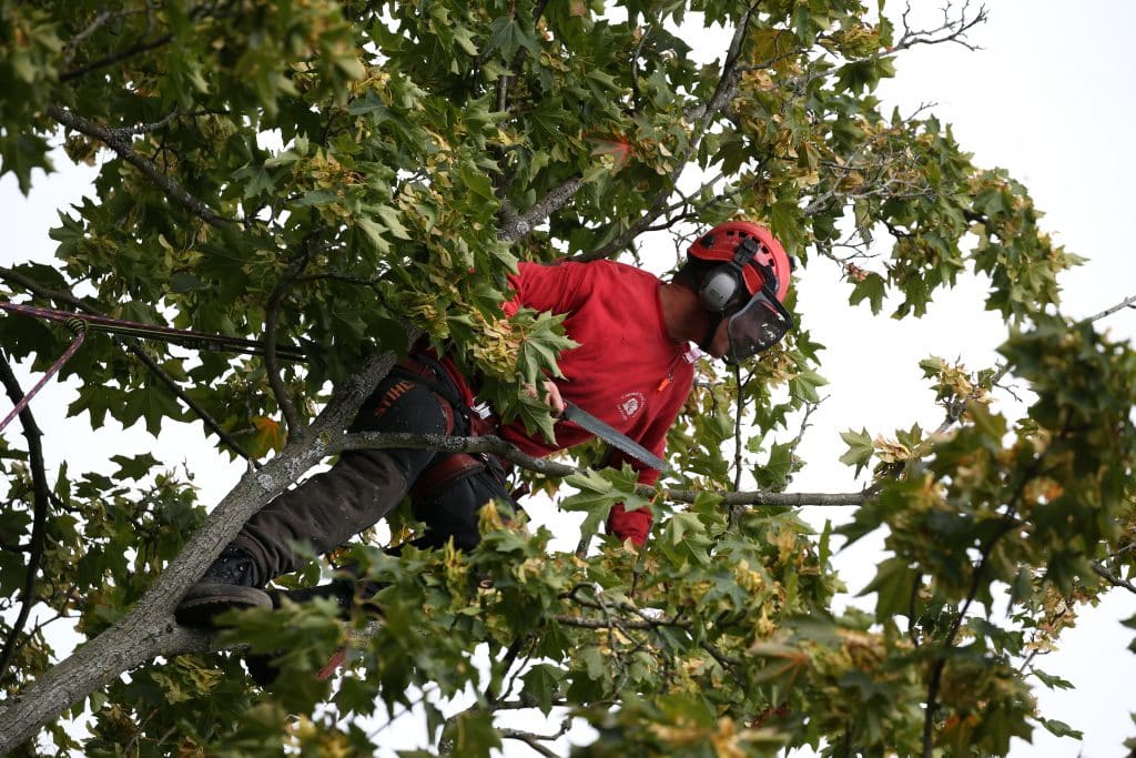 Pruning Back - Connick Tree Care