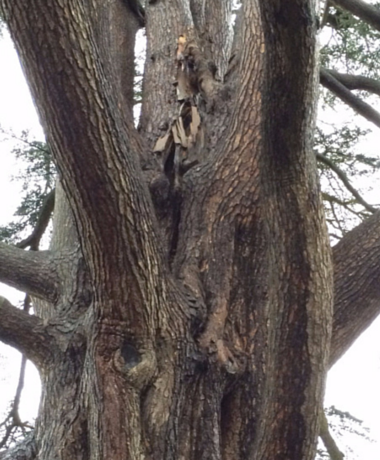 Saving Historic Cedar Tree at Brockham Grove