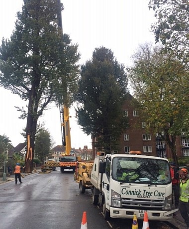 70 ft Elm tree falls on flats in Hove