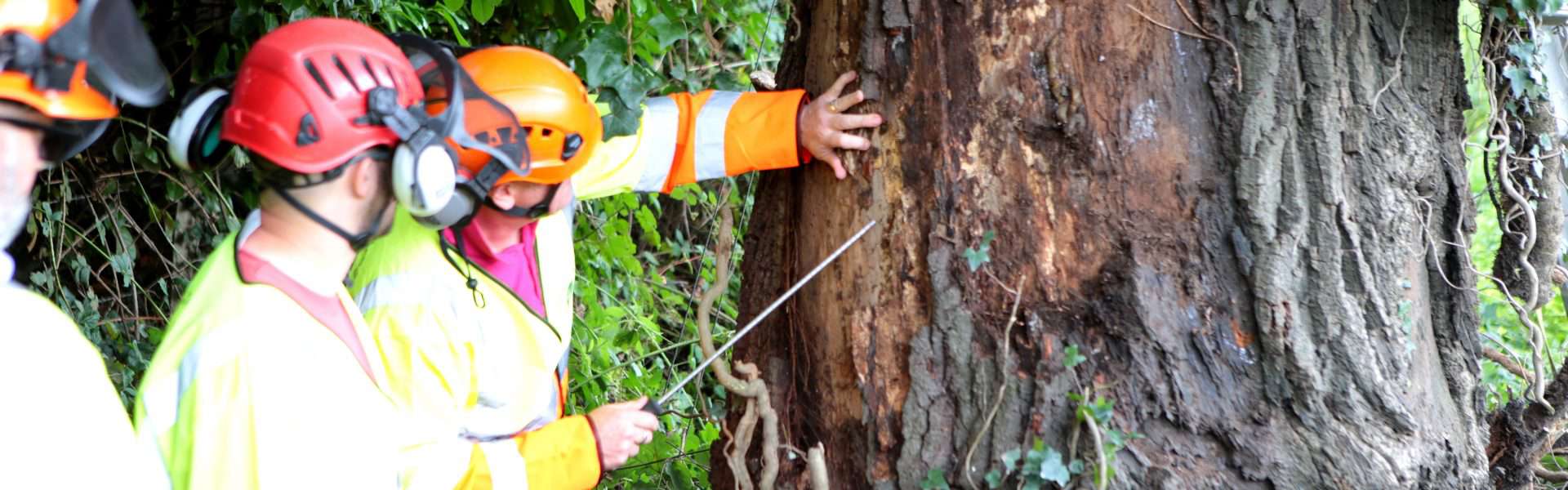 A member of the Connick Tree Care team looking at a tree trunk