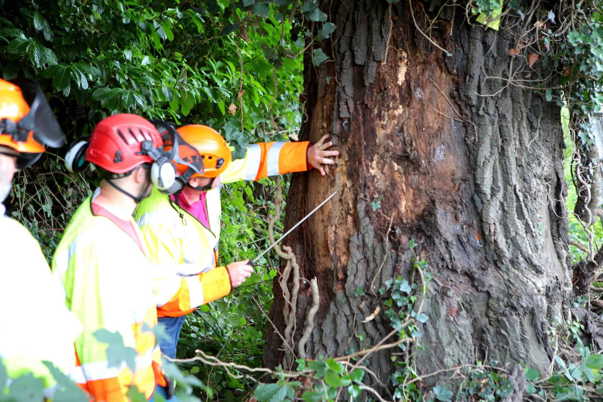 A member of the Connick Tree Care team looking at a tree trunk