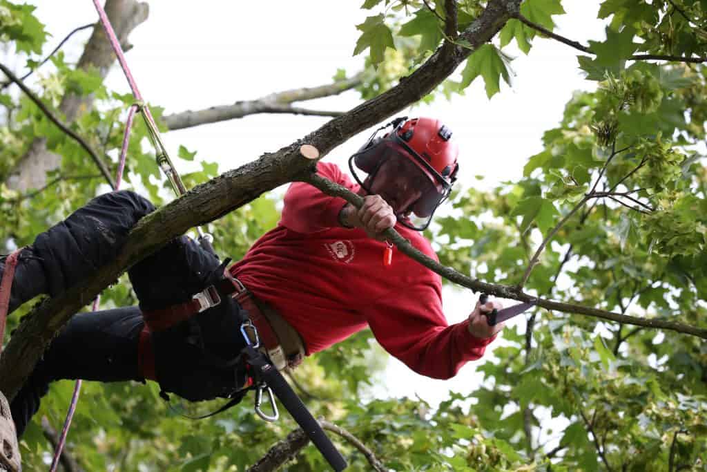 A member of the Connick Tree Care team working