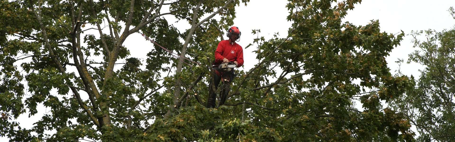 A member of the Connick Tree Care team working high up in a tree