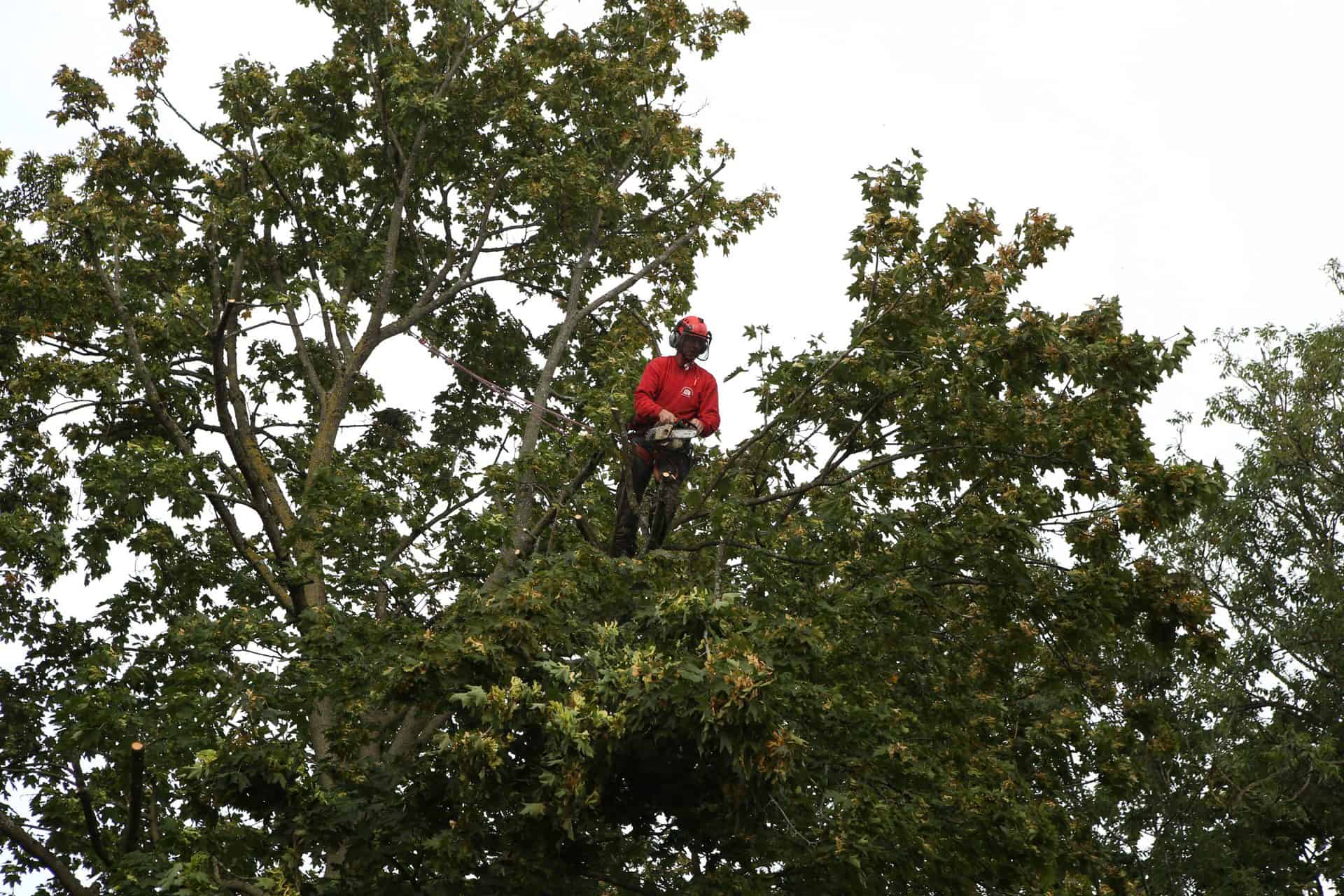 A member of the Connick Tree Care team working high up in a tree