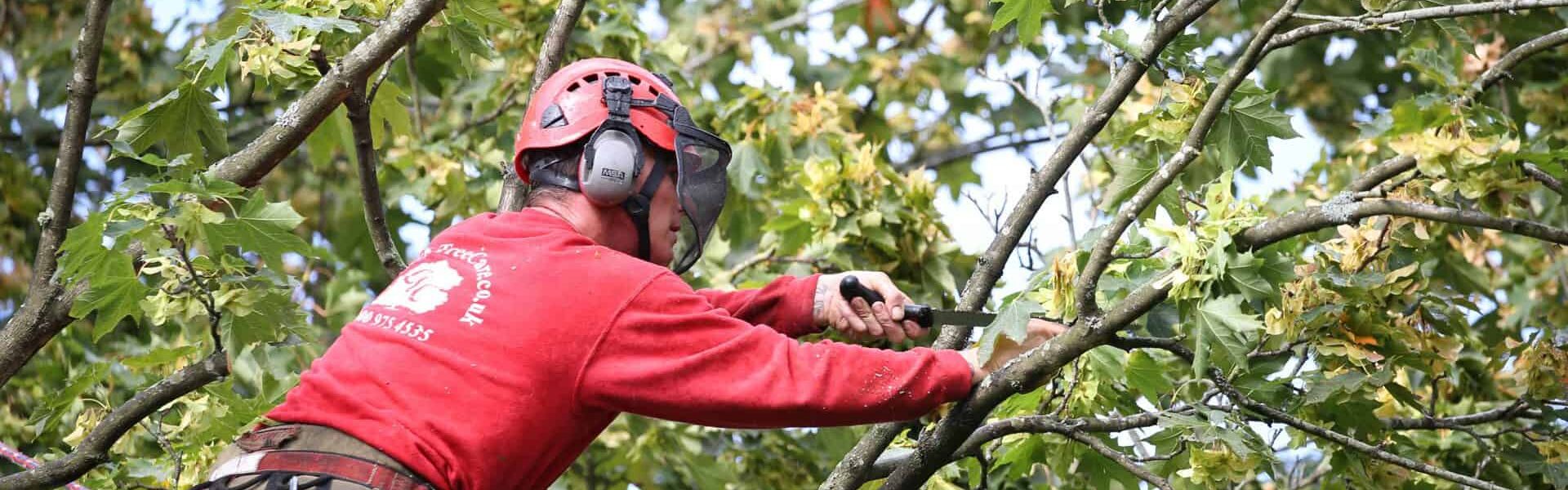 A member of the Connick Tree Care team working