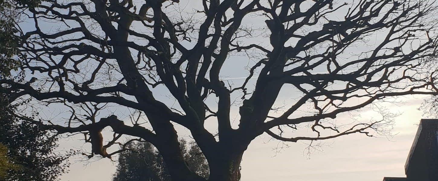 Crown Reduction Connick Tree Care