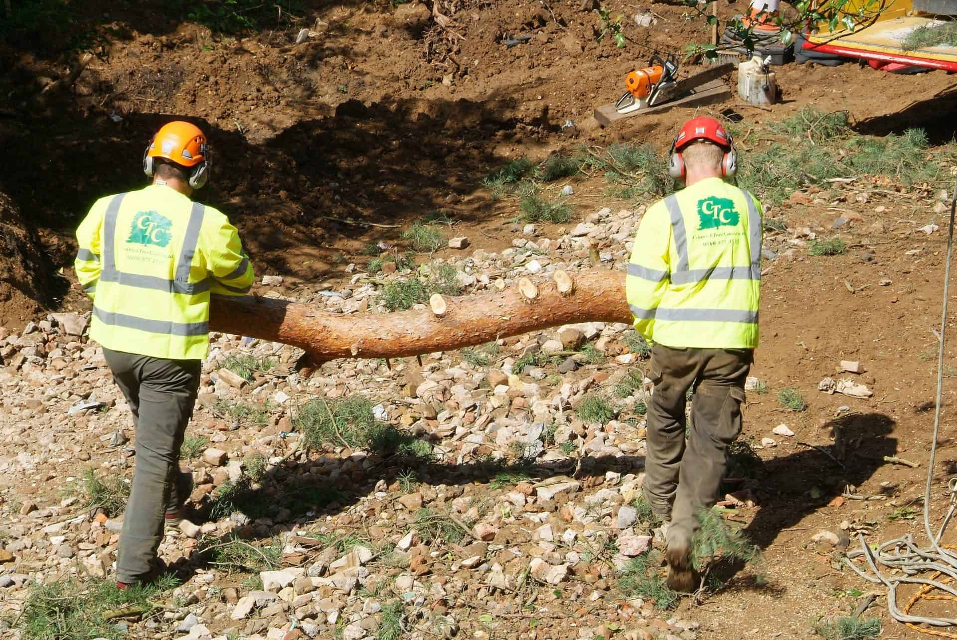 A member of the Connick Tree Care team working