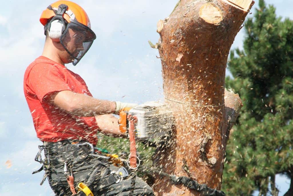 A member of the Connick Tree Care team working