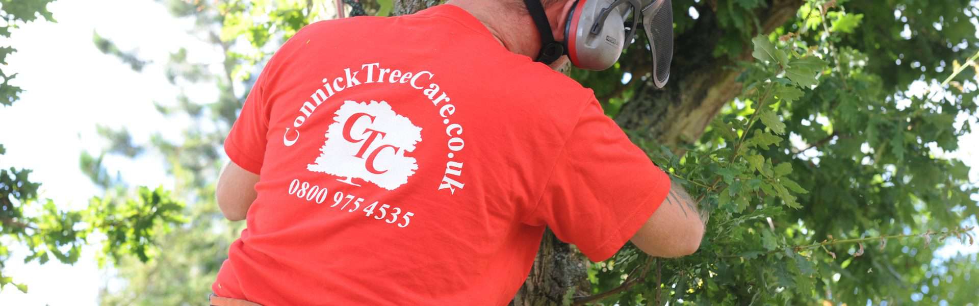 A member of the Connick Tree Care team working in a tree