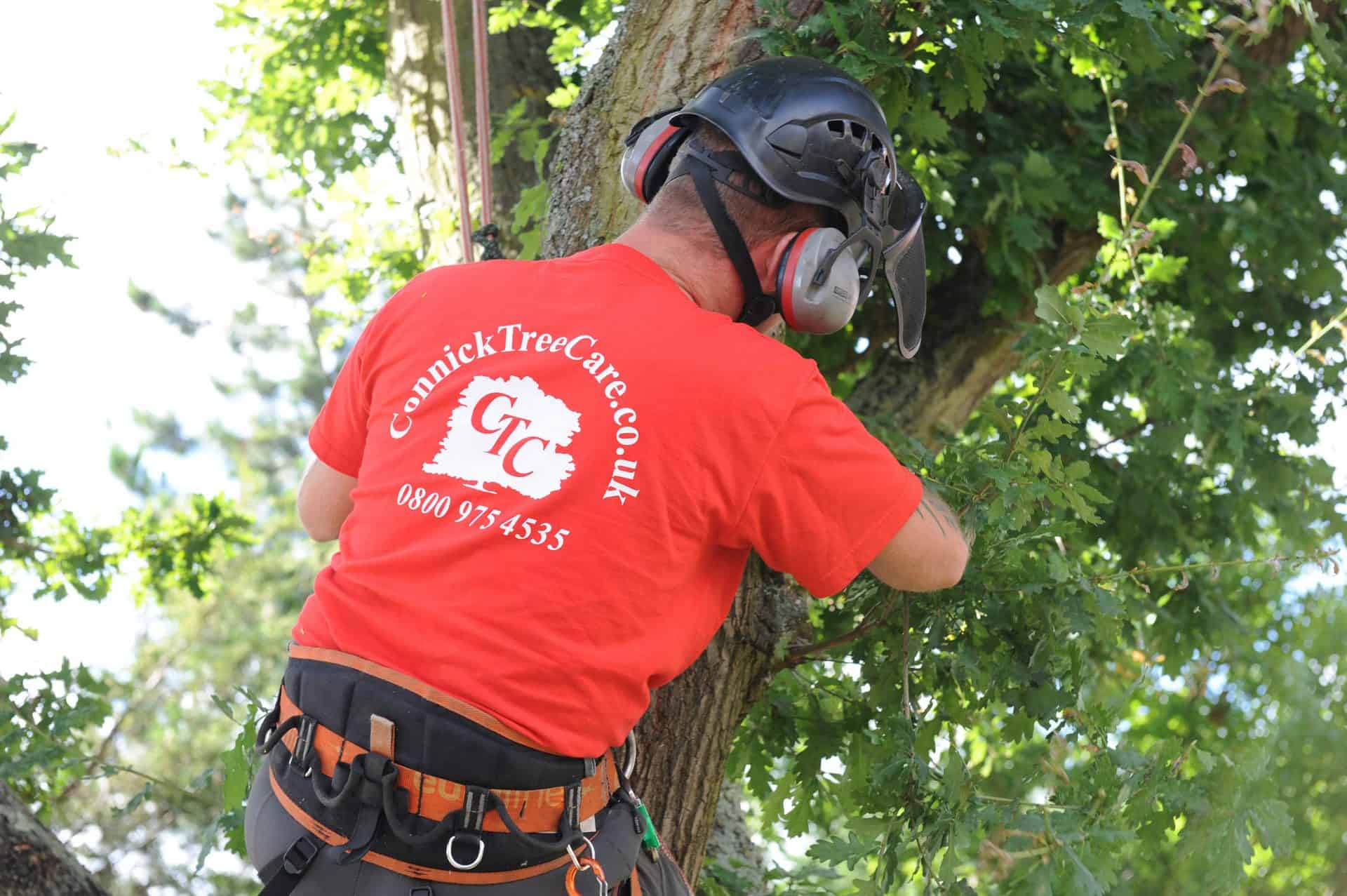 A member of the Connick Tree Care team working in a tree