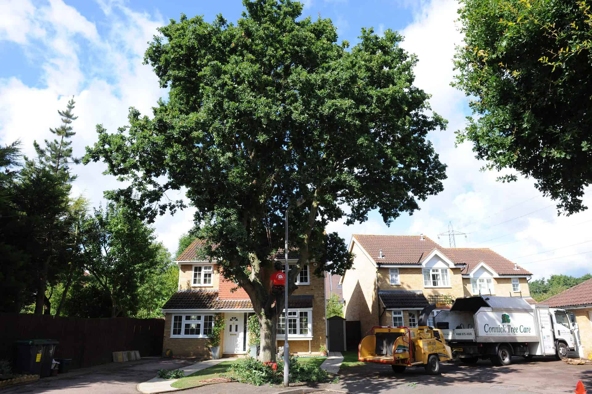 Large tree in front garden