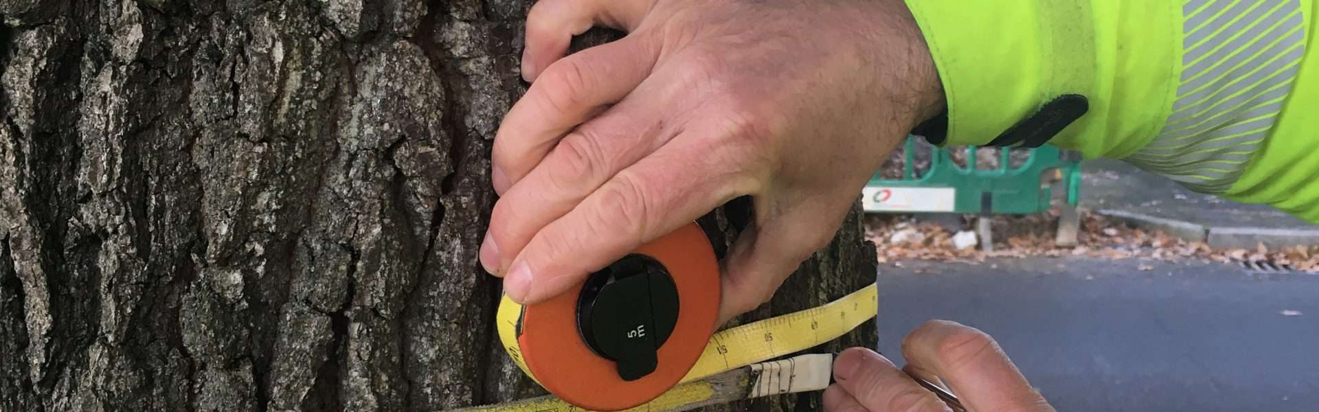 A member of the Connick Tree Care team measuring the trunk of a tree
