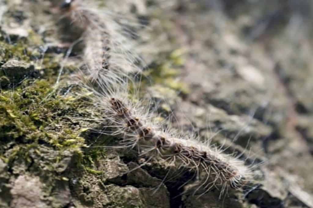 Oak Processionary Moth Connick Tree Care   OPM 