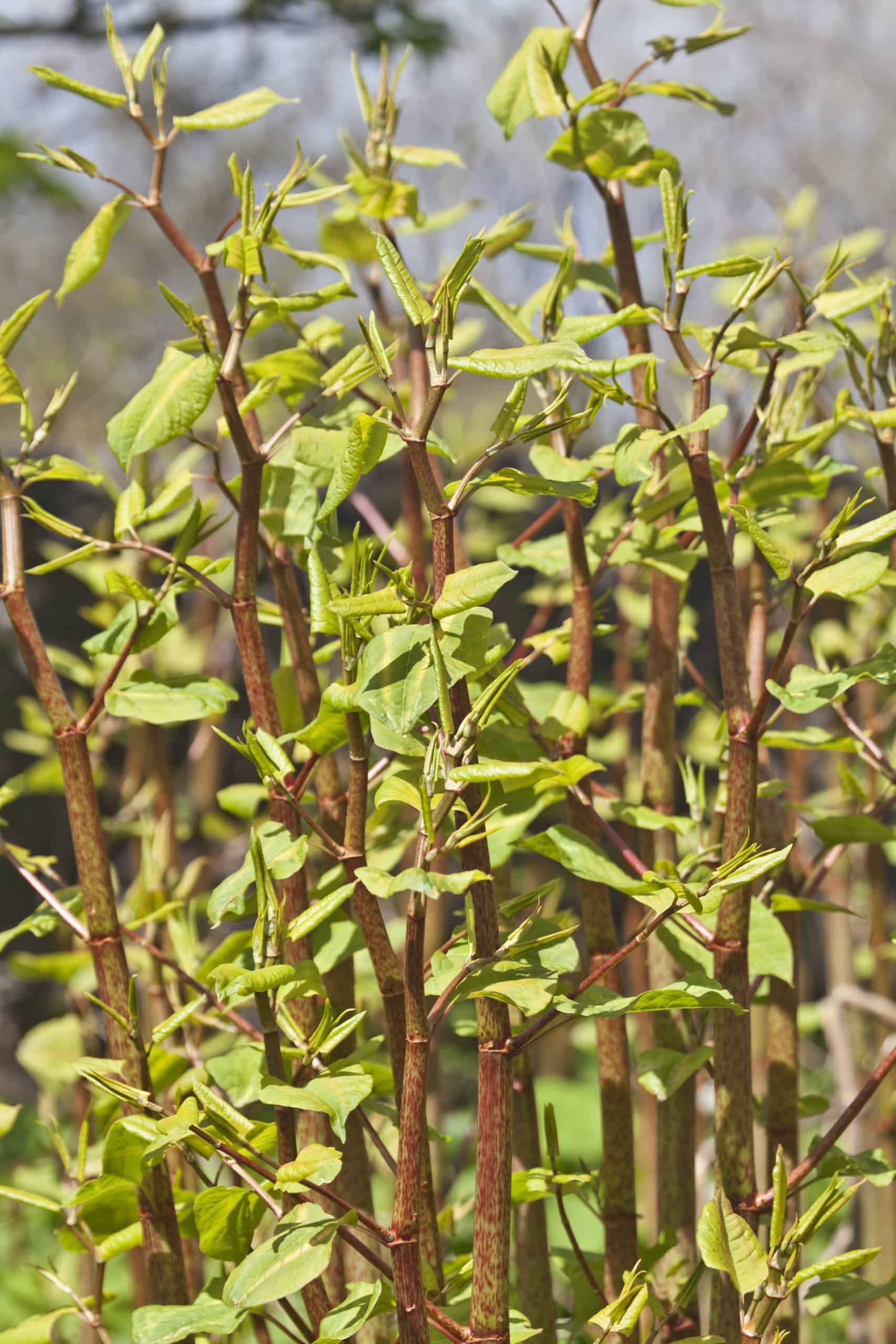 Japanese Knotweed