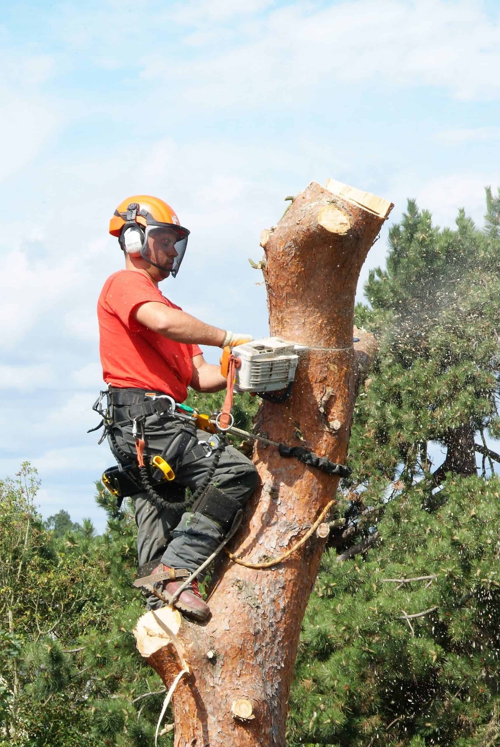 Tree Felling - Connick Tree Care