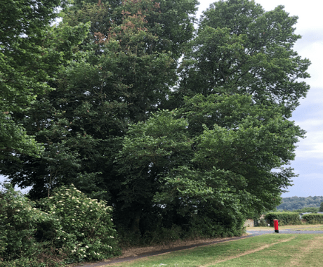 National Elm Collection – Brighton & Hove