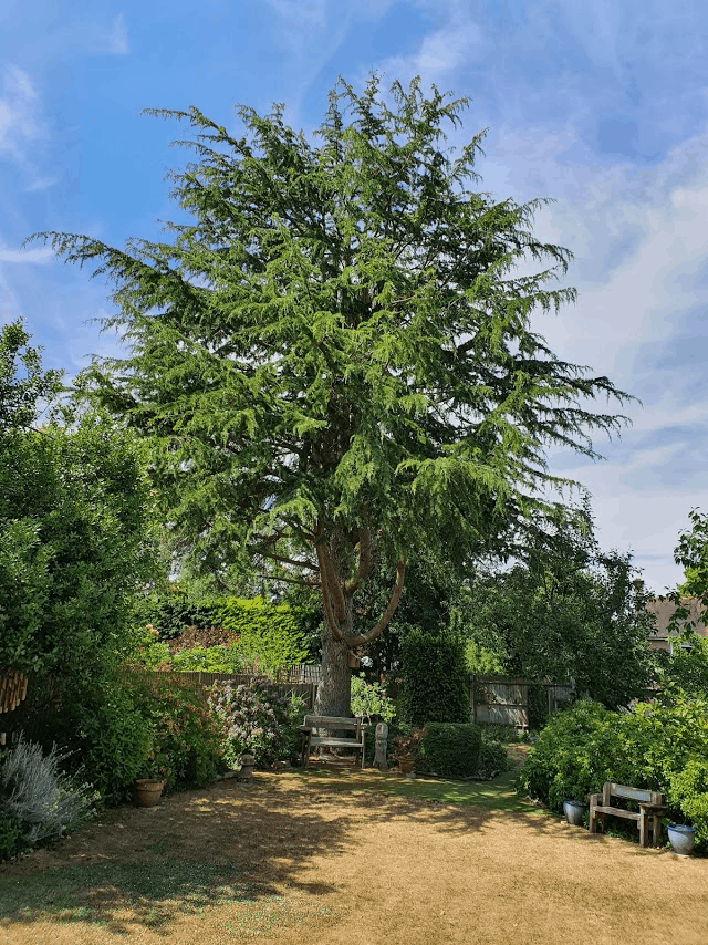 Magnificent Cedar tree: reduction, removal of dead wood and lifting. 