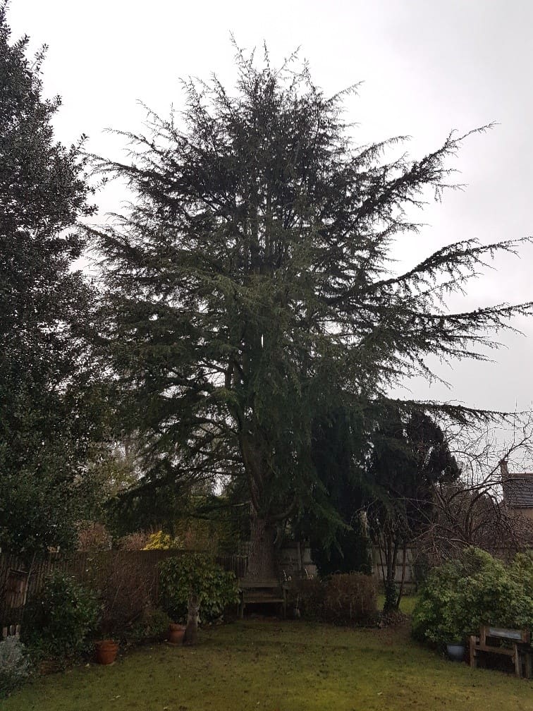 Magnificent Cedar tree: dominating the garden causing shade and competition to nearby plants and lawn.