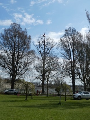 saving elm in Brighton
