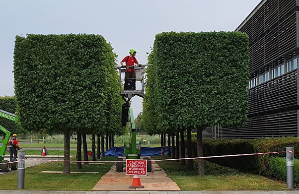 Lime box trees cut with electric saw