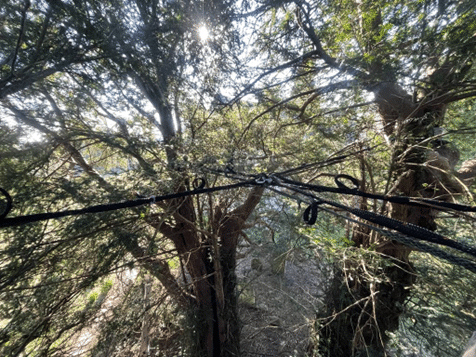 Bracing system installation on ancient yew tree