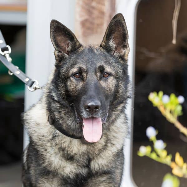 Rex Retired Military Working Dog. German Shepherd