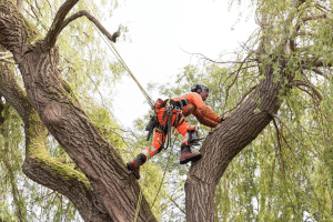 Climbing Arborist stepping from branch to branch high in tree with industry standard secure ropes