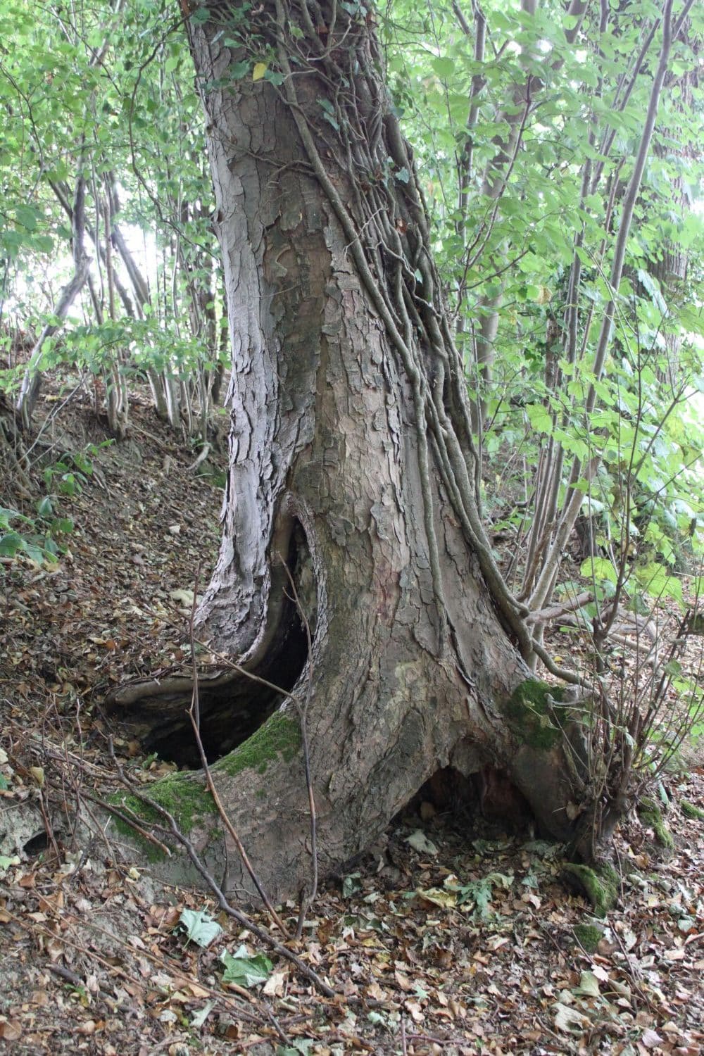 Tree Decay Detection & Assessment