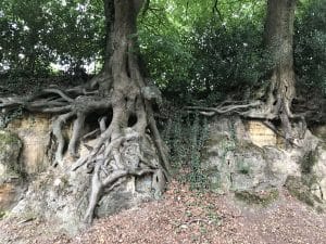 Ancient tree displaying old roots: Connick Tree Care Arboriculture Consultancy Services