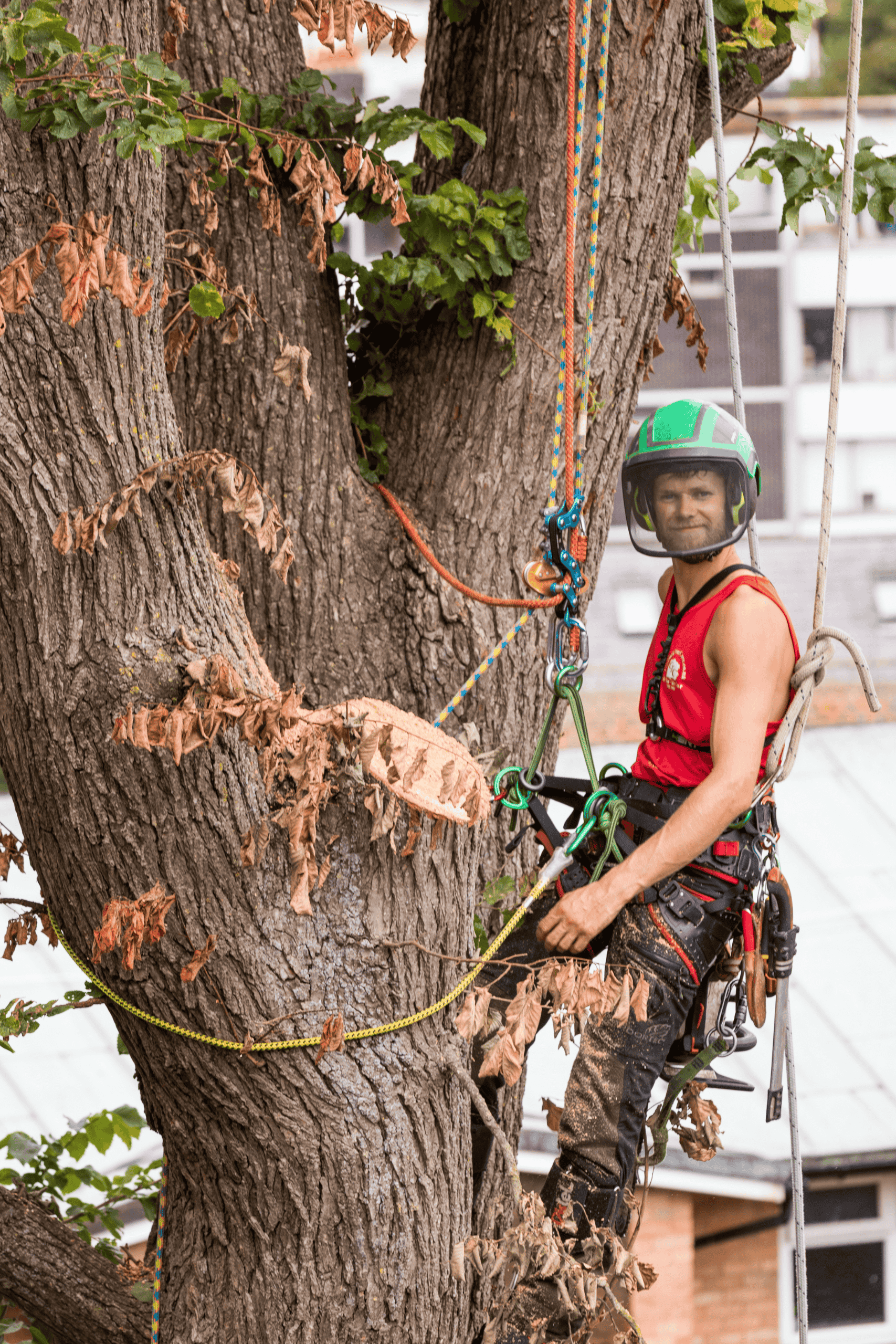 Aerial photo of climbing arborist. Tree Felling and Removal