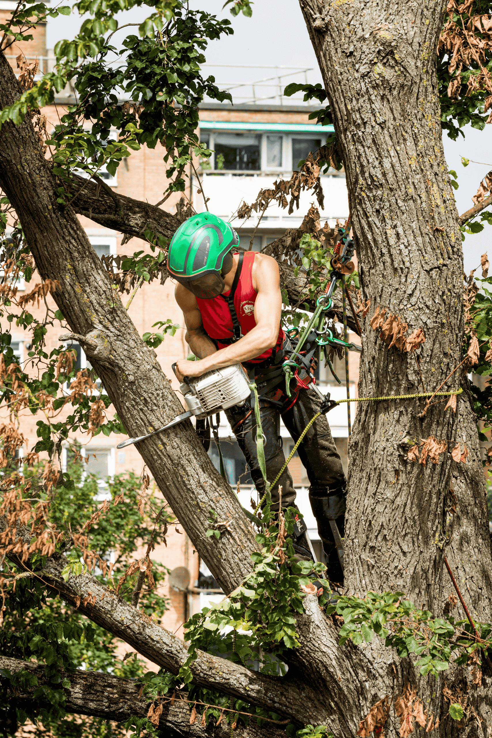 Aerial photo of climbing arborist. Tree Felling and Removal