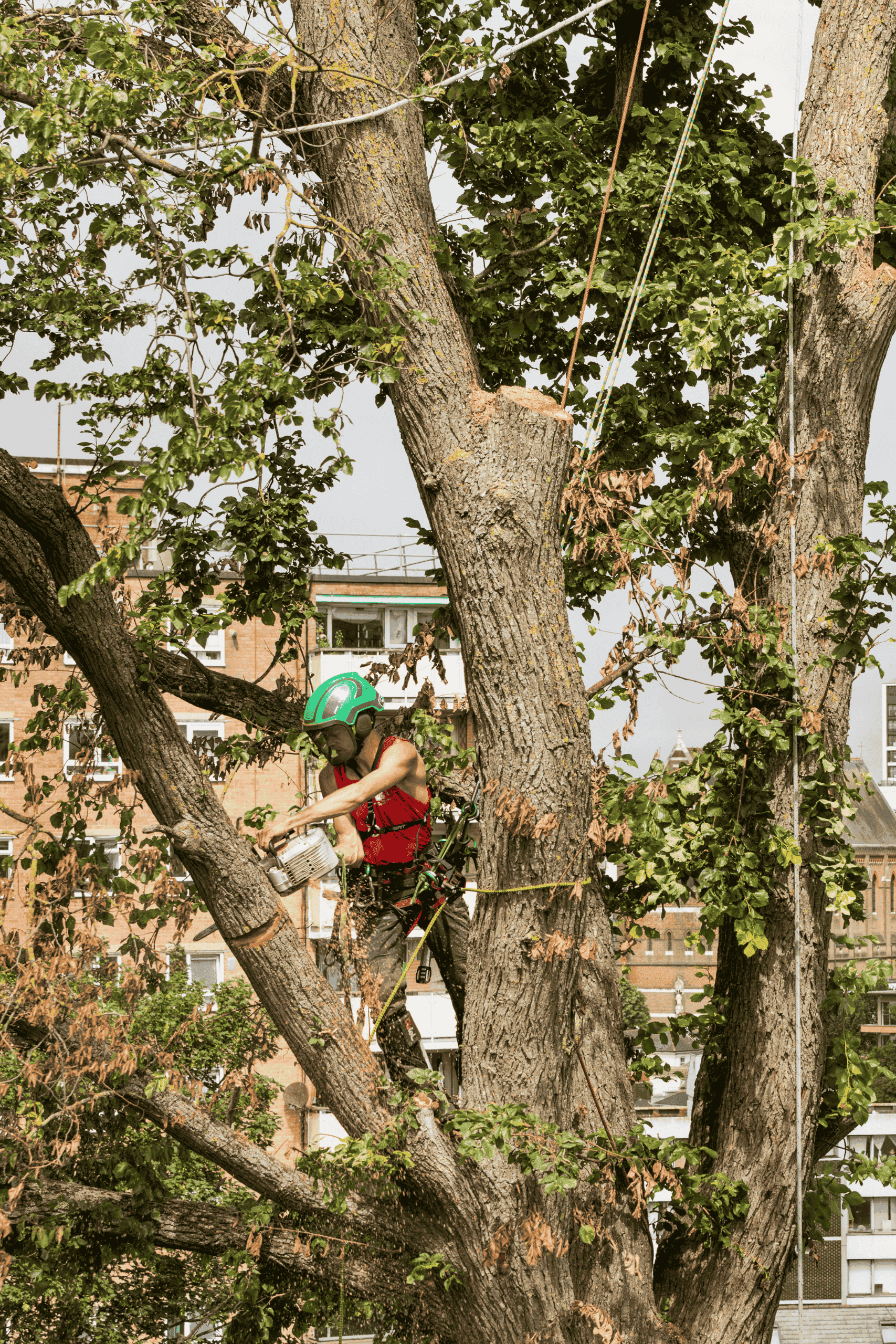 Aerial photo of climbing arborist. Tree Felling and Removal