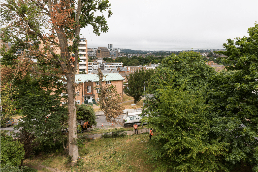 Aerial shot of climbing arborist. Tree Pruning and Felling
