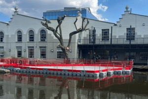 Re-pollarded willow with clean framework and clear canal view