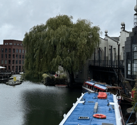 Overgrown willow tree before re-pollarding