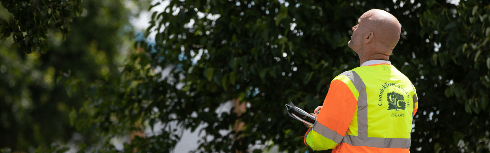 Connick Tree Care Area Manager viewing trees. Tree Preservation Orders (TPOs) and Conservation Areas