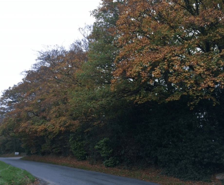 Autumn tree pruning Connick Tree Care