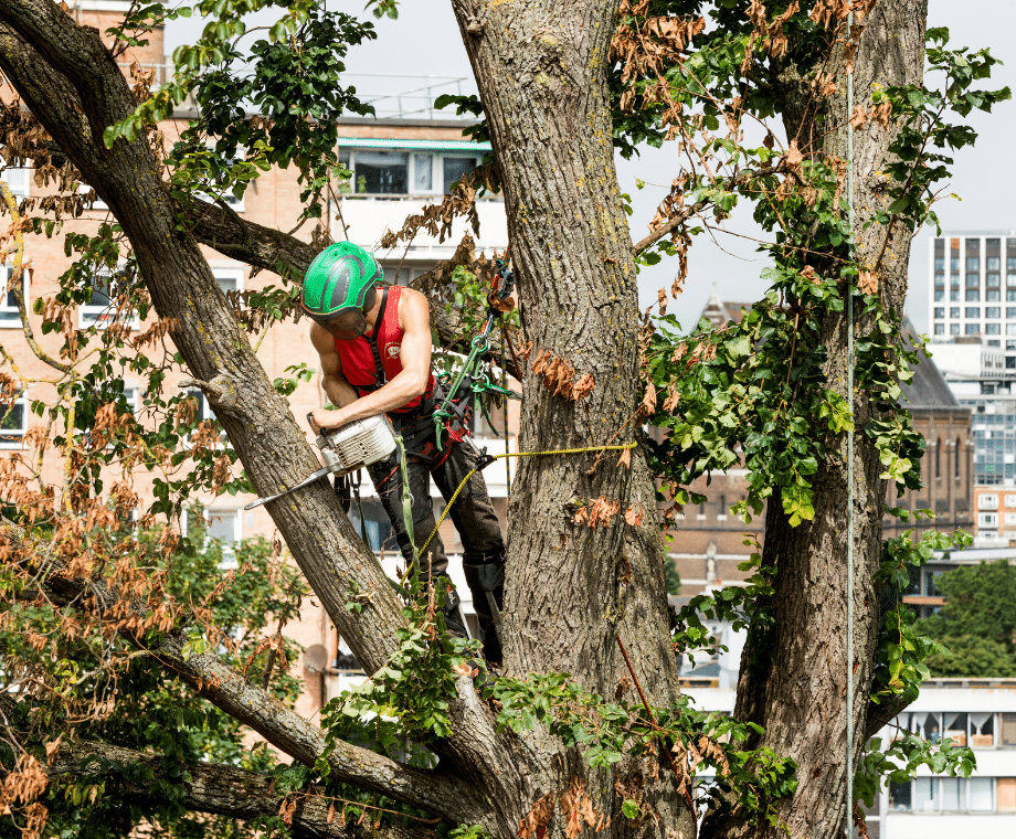 Connick Tree Care climbing arborist working high in tree