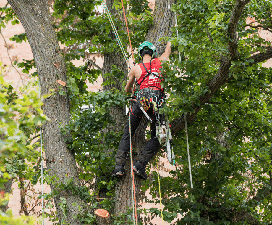 Connick Tree Care tree surgeoan at work pruning large tree
