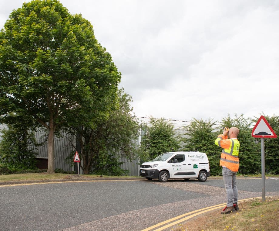 Connick Tree Care Arborist inspecting a tree. What is Summer Branch Drop