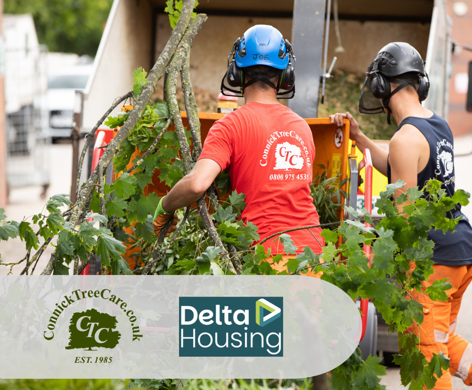 Tree Surgeons feeding cut branches into wood chipper: Connick Tree Care Appointed to Delta Housing Framework