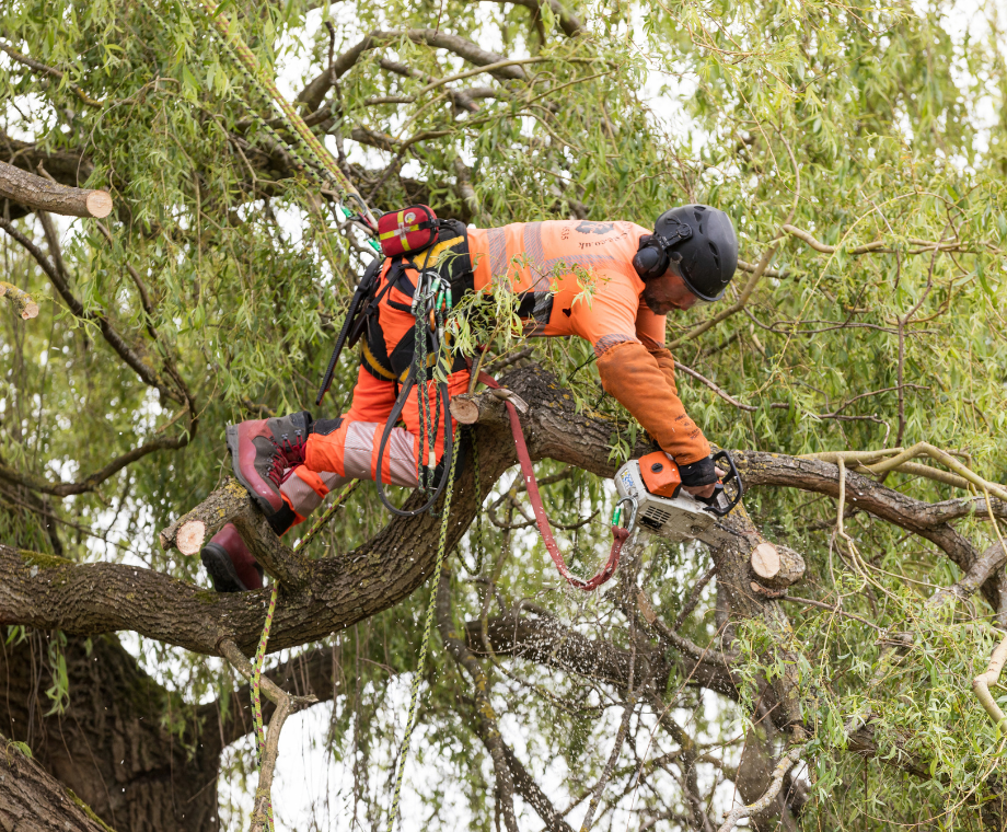 Arborist working at hight. Tree Pruning, Crown Reduction or Thinning What is the Difference